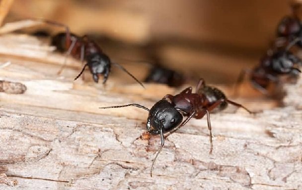 Carpenter Ants